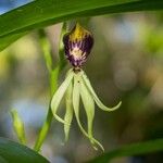 Prosthechea cochleata Fleur