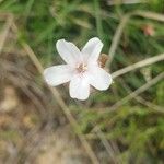 Armeria multiceps Fleur