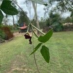 Macroptilium atropurpureum Fruit