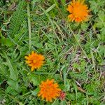 Crepis aurea Çiçek
