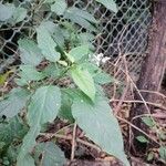 Rivina humilis Λουλούδι
