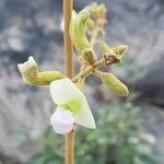 Adenodolichos paniculatus Flor