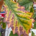 Quercus bicolor Folio