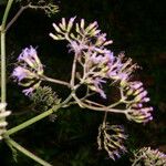 Neomirandea angularis Flor