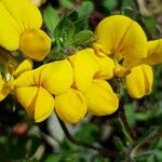 Lotus parviflorus Flower