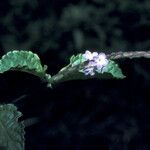 Stachytarpheta cayennensis Blomma