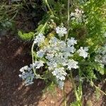 Daucus muricatus फूल