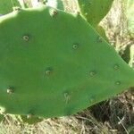 Opuntia stricta Beste bat