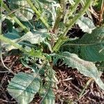 Crepis setosa Leaf