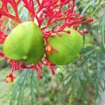 Jatropha multifida Blomma