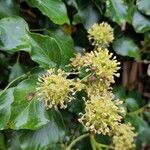 Hedera colchicaÇiçek