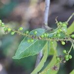 Allophylus africanus Frucht