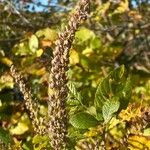 Clethra alnifolia Gyümölcs