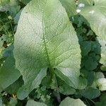 Lactuca macrophylla Feuille