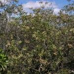 Beauprea montana Habitus