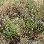 Nepeta nepetella 形態