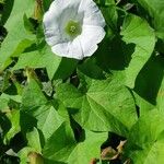 Convolvulus sepium Buveinė