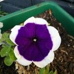 Petunia × atkinsiana ᱵᱟᱦᱟ