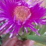 Carpobrotus acinaciformisFlor