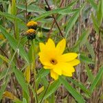 Helianthus pauciflorus Lorea