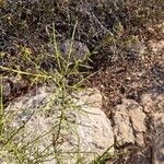 Genista fasselata Jani
