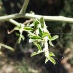 Cytisus lanigerus Lapas