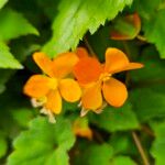 Begonia sutherlandii Flower