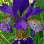 Iris sibirica花