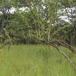 Flacourtia indica Habitus