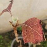 Hydrangea quercifolia Foglia