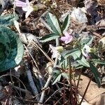 Cardamine concatenata 葉