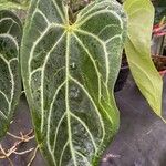 Anthurium crystallinum Hoja