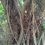Clusia criuva Corteza