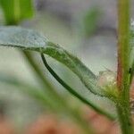 Erigeron uniflorus Casca