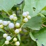 Crataegus douglasii Flower