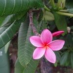 Plumeria spp. Fleur