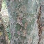 Pinus bungeana Bark