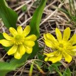 Ranunculus alismifolius Flower