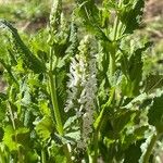 Salvia nemorosa പുഷ്പം