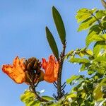 Spathodea campanulata Virág
