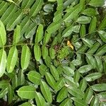 Zanthoxylum albiflorum 葉