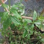 Rubia tinctorum পাতা