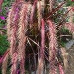 Pennisetum setaceum Folha