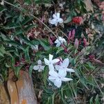 Jasminum officinaleFlor