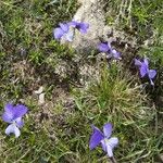 Viola calcarata Cvet