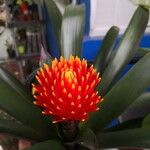 Guzmania conifera Floare