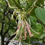 Bauhinia ungulata Blüte