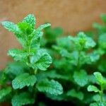 Mentha spicata 形态