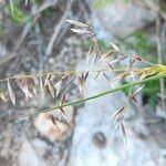 Melica minuta Flower