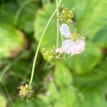 Ranunculus platanifolius Mbuma